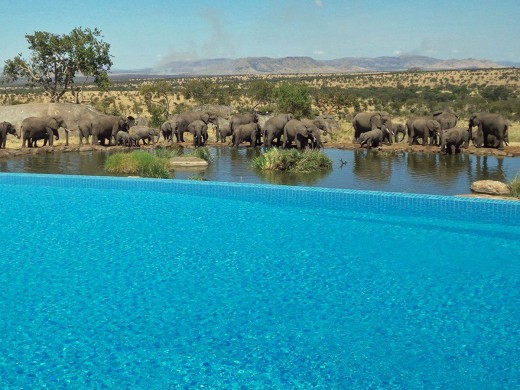 703340_the-four-seasons-safari-lodge-serengeti-in-tanzania-lets-you-swim-while-watching-elephants-at-a-nearby-water-hole